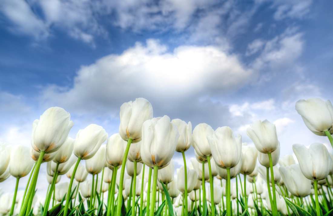 denuncia 1 1
